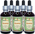 Ceylon Leadwort Dried Herb Alcohol-Free Liquid Extract 5x2 oz W145