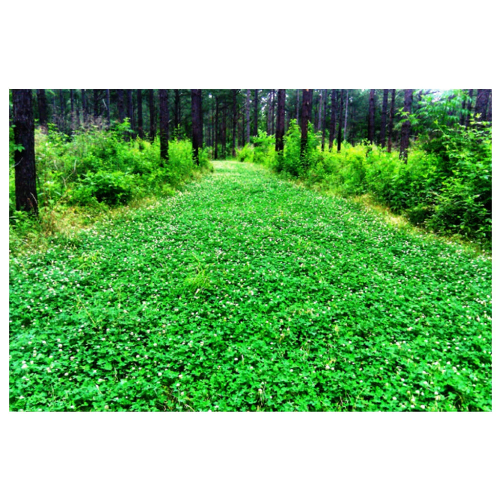5 lbs Perennial White Clover Food Plot Seed M50340