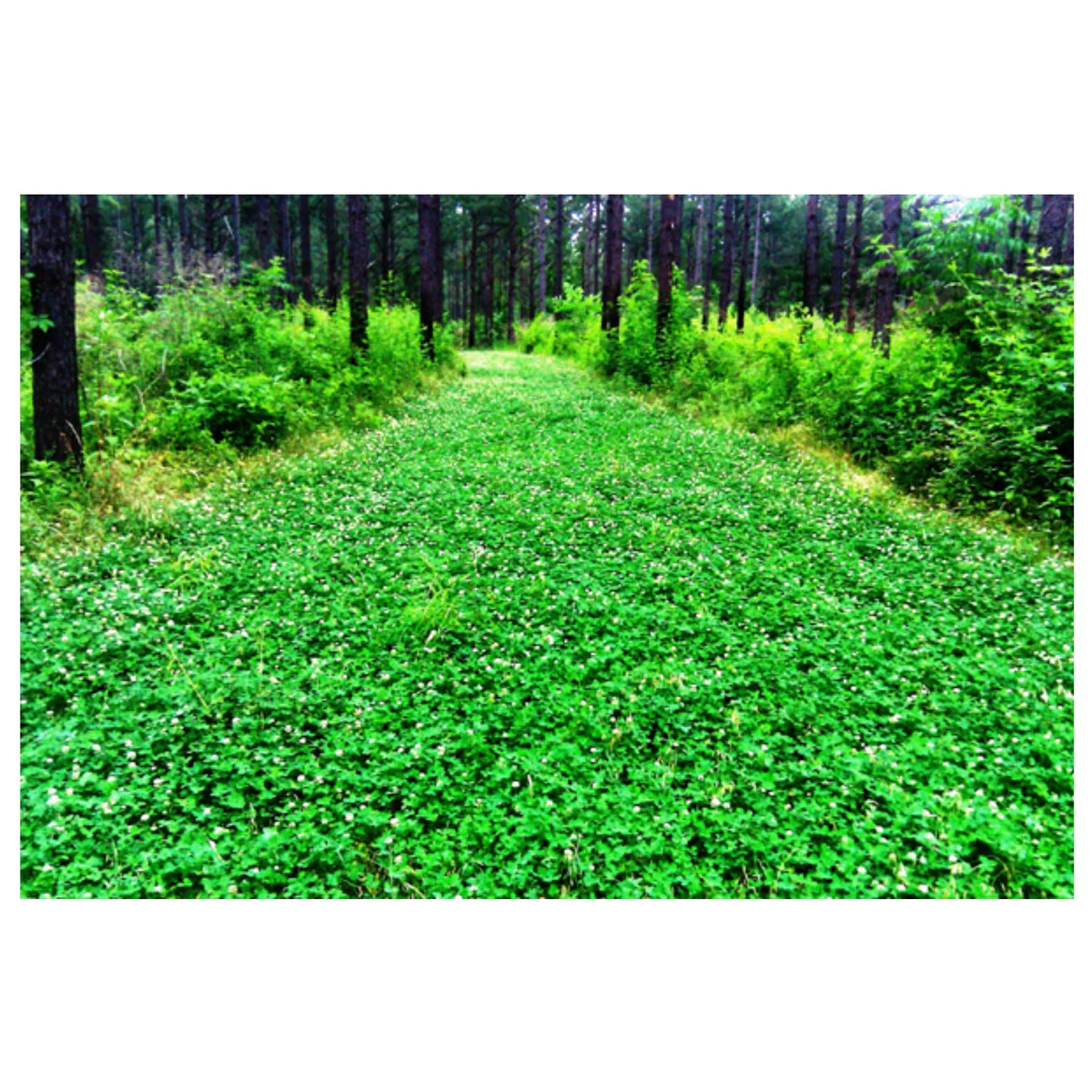 5 lbs Perennial White Clover Food Plot Seed M50340