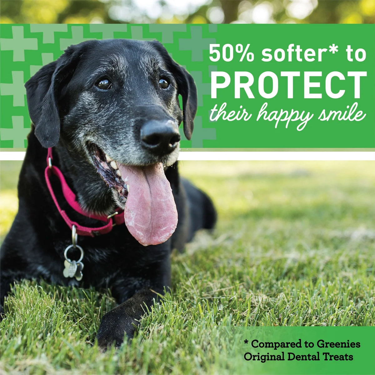 Dental Treats for Dogs 27 oz Z129616