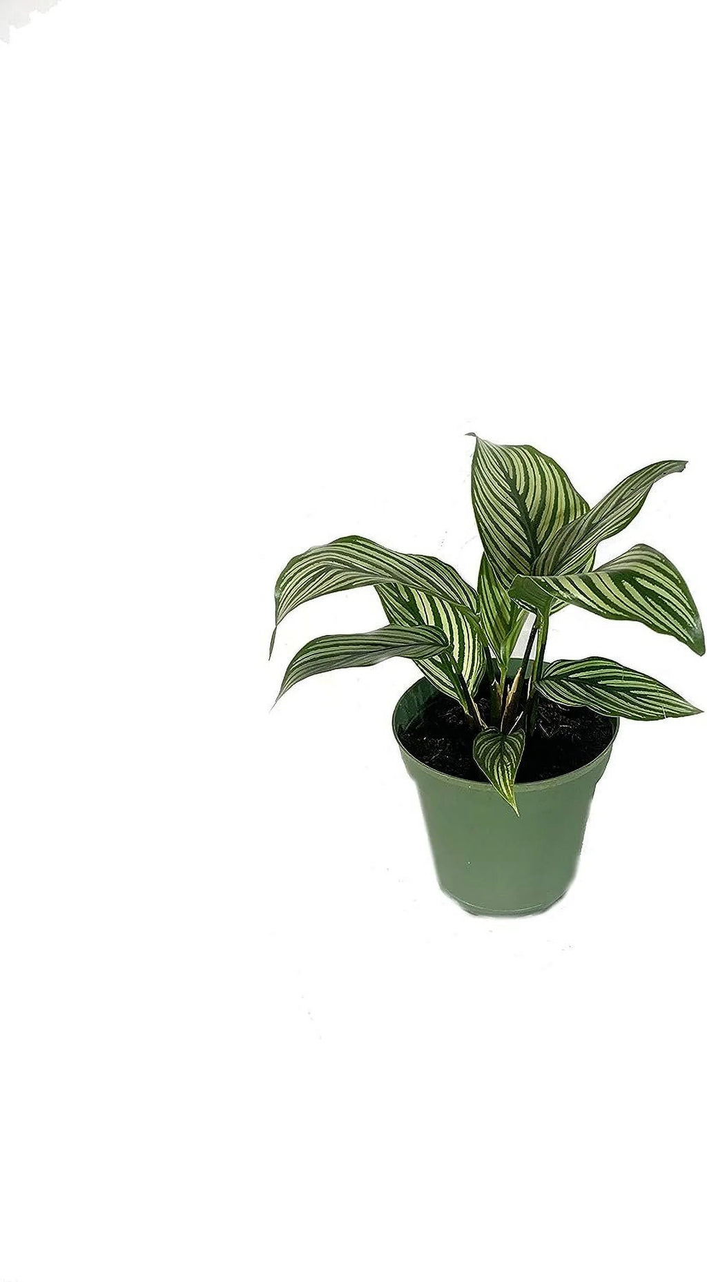 Calathea Indoor Houseplant Multi-Pack 3 Live Plants in 4 Inch Pots N527991
