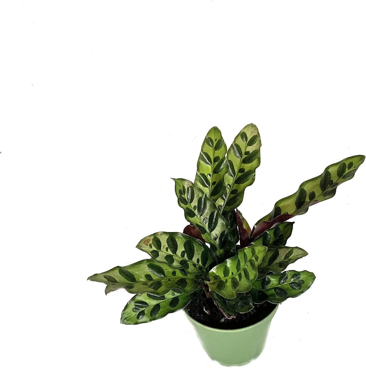 Calathea Indoor Houseplant Multi-Pack 3 Live Plants in 4 Inch Pots N527991