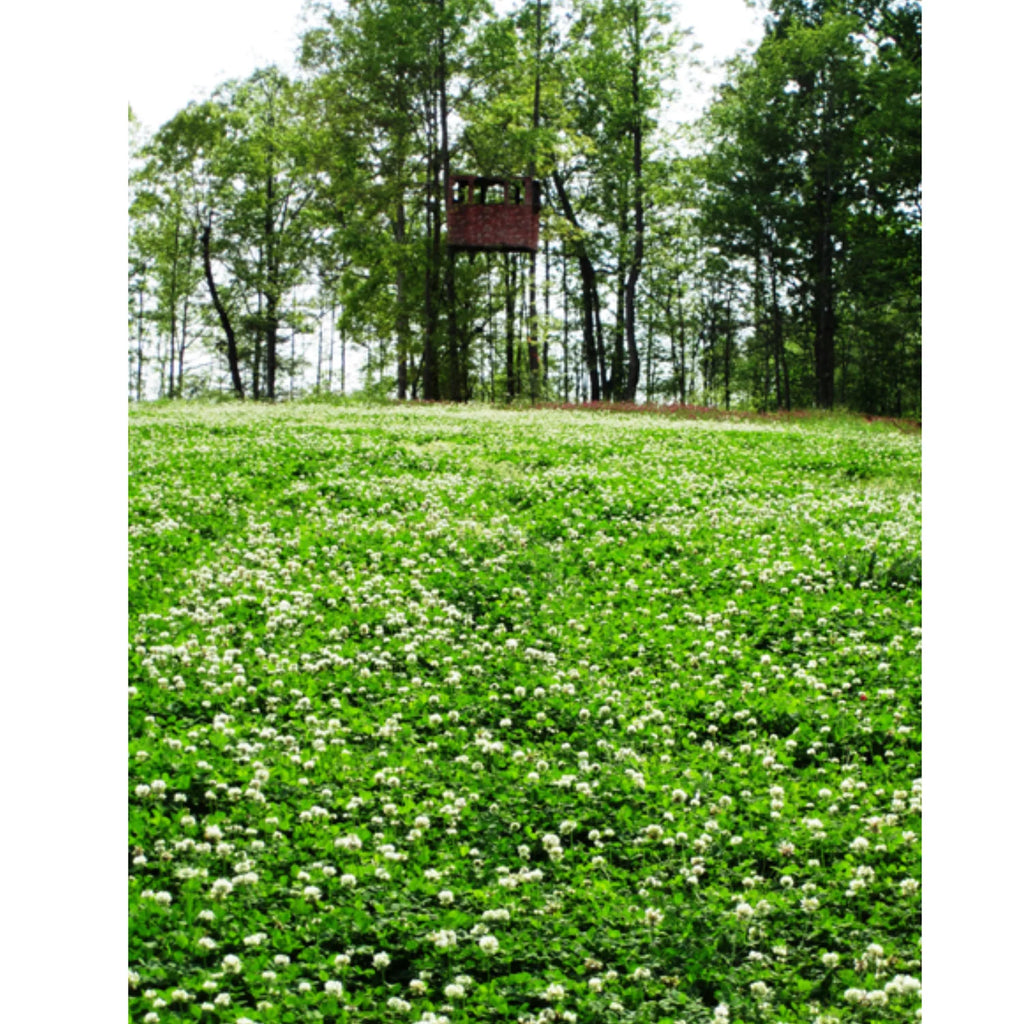5 lbs Perennial White Clover Food Plot Seed M50340