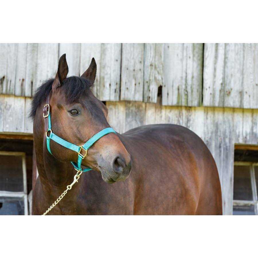 MSM Pet Supplies B7534