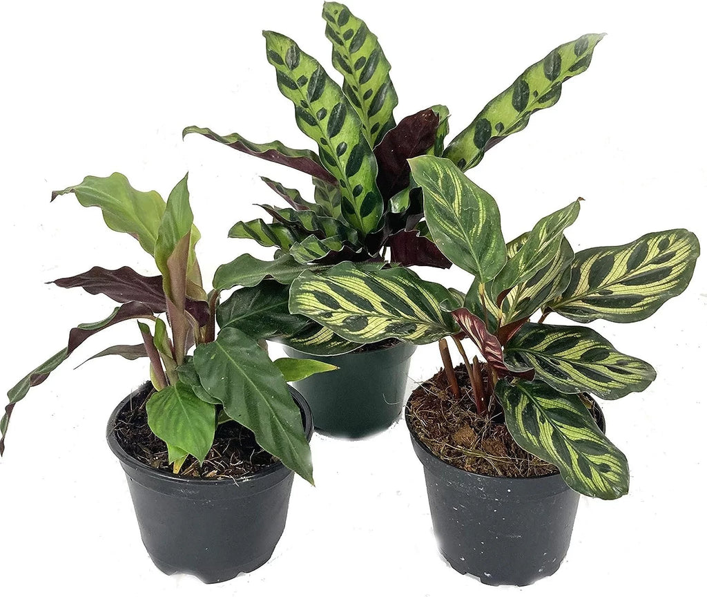 Calathea Indoor Houseplant Multi-Pack 3 Live Plants in 4 Inch Pots N527991