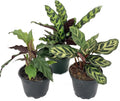 Calathea Indoor Houseplant Multi-Pack 3 Live Plants in 4 Inch Pots N527991