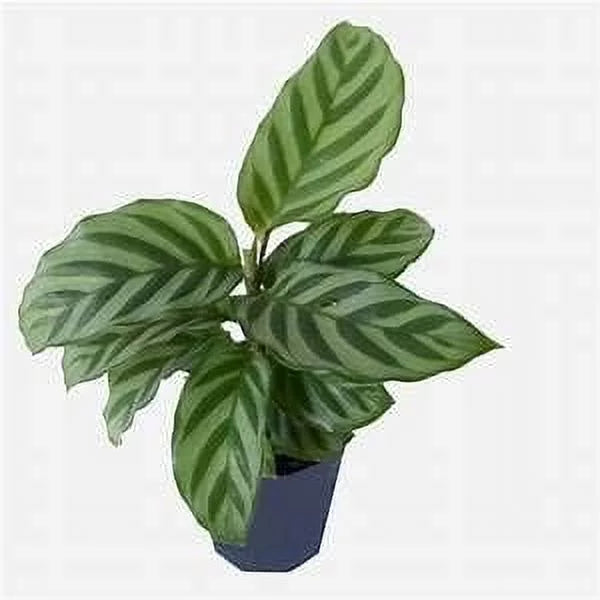 Calathea Indoor Houseplant Multi-Pack 3 Live Plants in 4 Inch Pots N527991